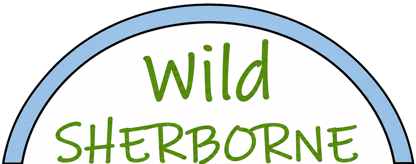 Wild Sherborne, connecting people with nature, in and around in our beautiful town